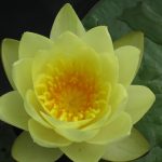 Meditation by nature lotus flower. Guided Chakra Meditation Five Dock Inner West of Sydney