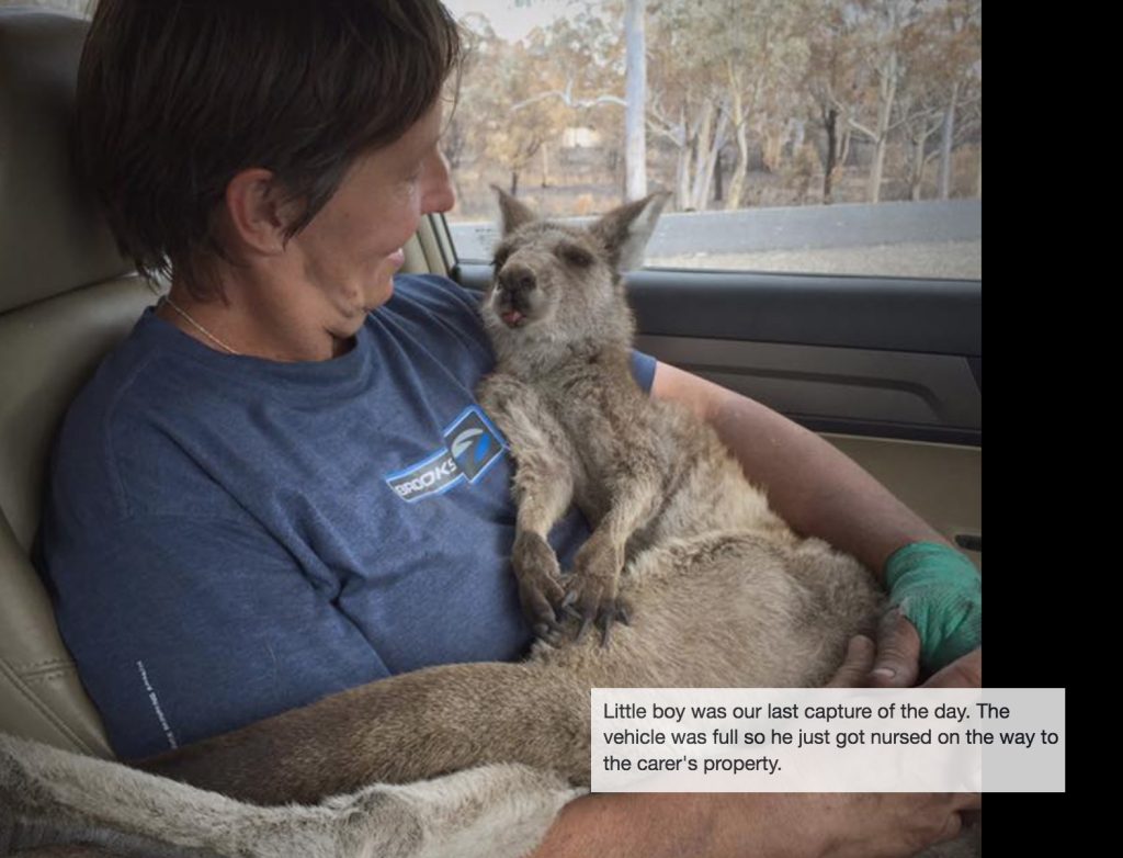 Thank you meditation for saving Australian wildlife that has survived the wildfires