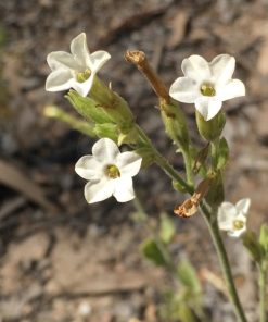 Inaminka Desert Flowers outback Australia, dreaming and earth healing meditations