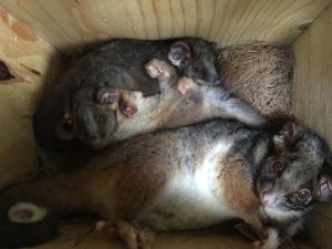 Ringtail Possum family Guided Nature Meditation, Healing Power of Animals and Forest Sounds. Studies Reveal the Positive Affect of Animals on Health and Wellbeing