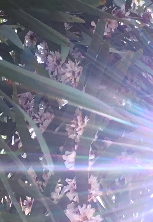 Australian Native Flowers with sunlight - guided healing meditaton in sydney by senka