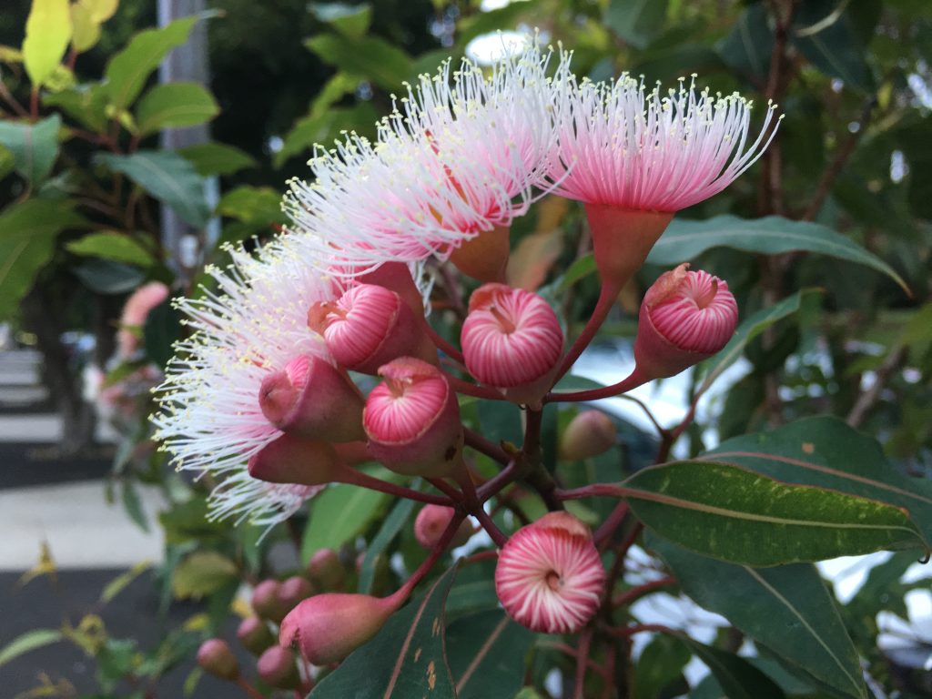 Your physical body and chakras are tucked away beneath these layers of petals - Eucalyptus Flower buds