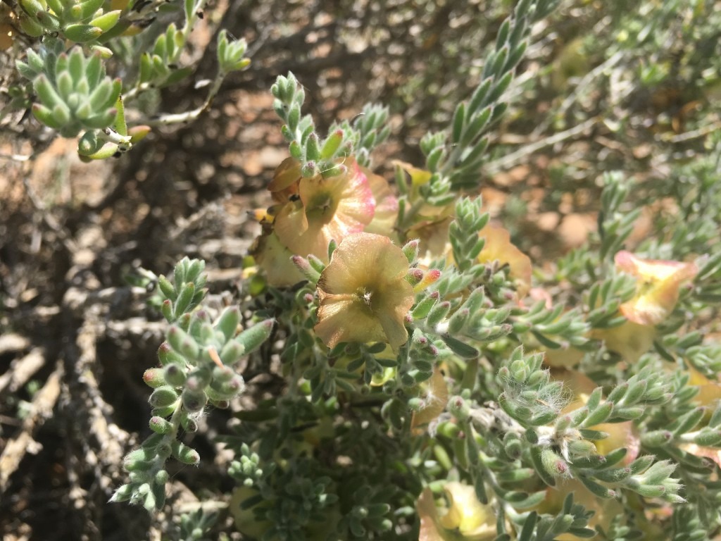 Desert Saltbush flowers, Outback South Australia Nature Guided Meditations