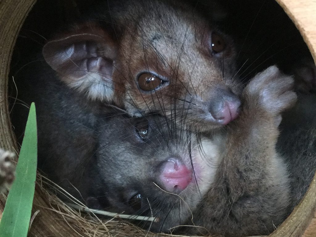 Inspirations from nature meditation. Ringtail possums showing us how to love and care. I am a licensed wildlife carer after hours.