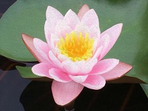 Guided Visualization Meditation Techniques for Beginners - lotus flowers reflect the transformation as we clear and activate our chakras within us
