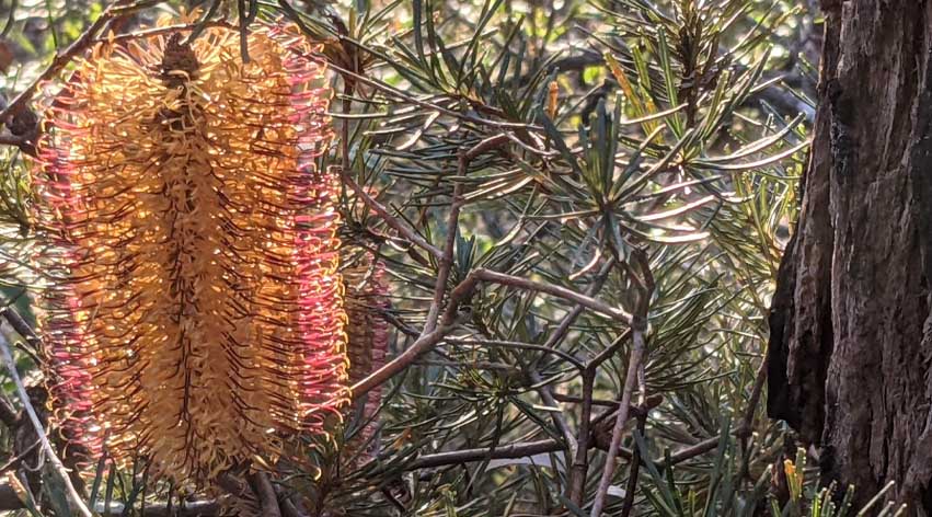 Banksia Flower illuminated in Sunlight - Senka Channelling Guided Meditation in Nature