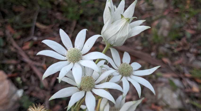 Flannel Flower illuminated in Bushland - Senka Channelling Guided Meditation in Nature