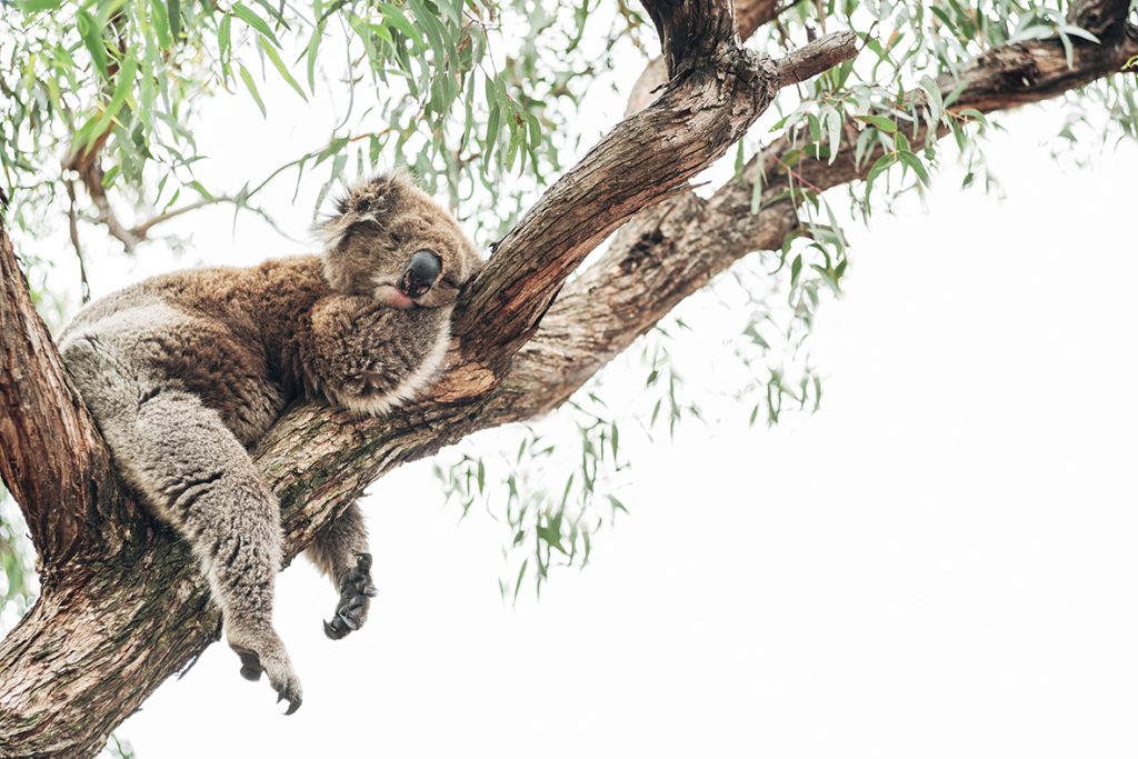 Completely relax like a koala in Gods trust, Guided Meditation to Overcome Fear, Worry and Anxiety.