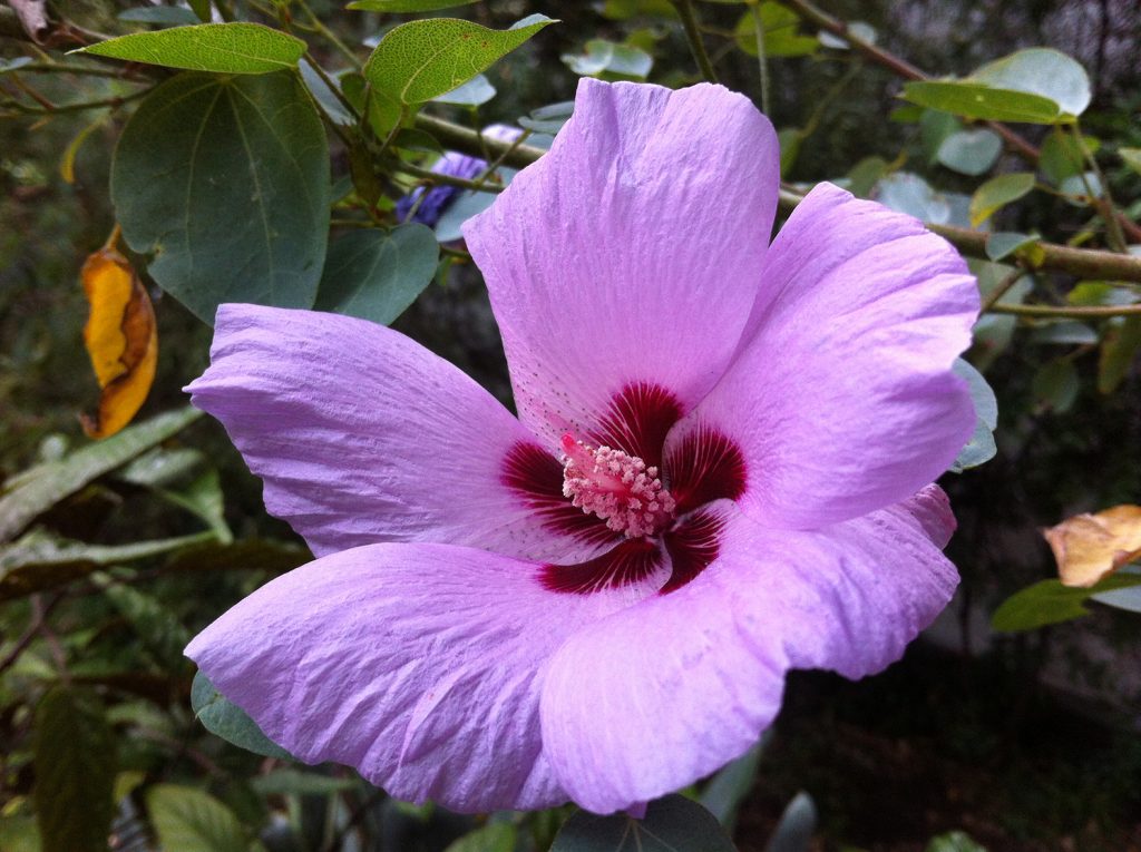 Australian Native Hibiscus Violet is the colour of the third eye, Guided Meditation to Overcome Fear, Worry and Anxiety.
