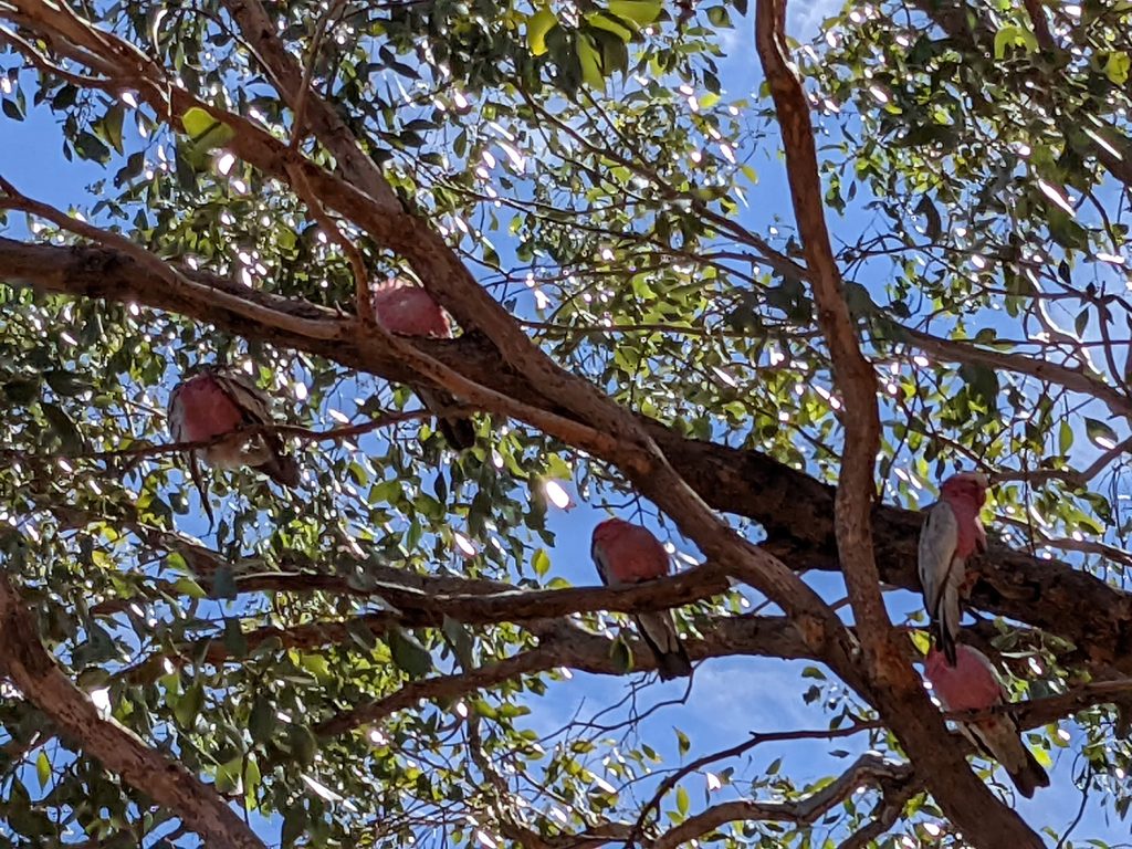 Galahs resting in the tree above at the Camel Farm