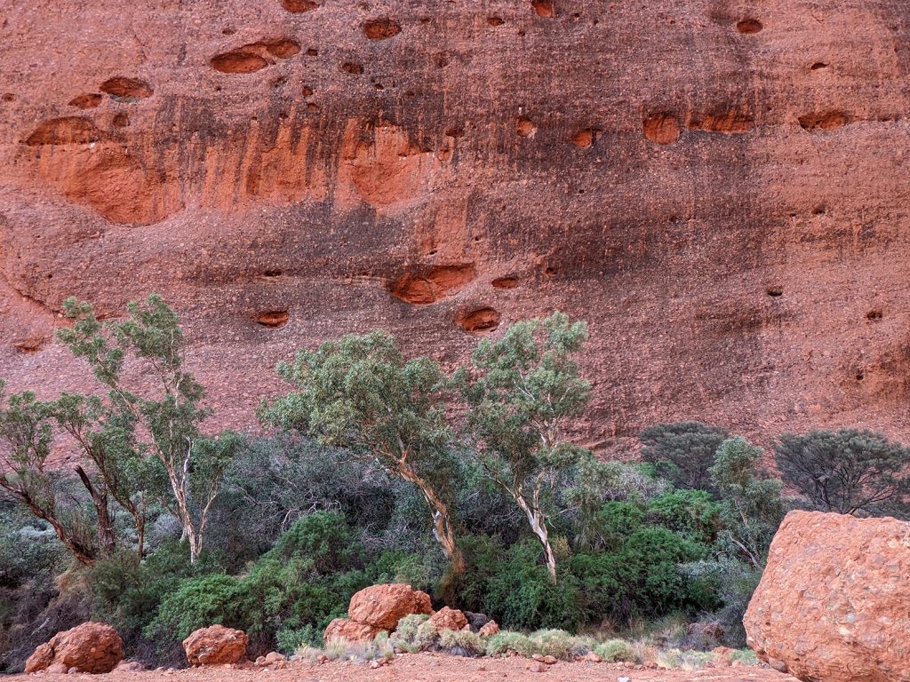 Bush with red rock within Kata Tjuta eucalyptus trees growing out of gorge