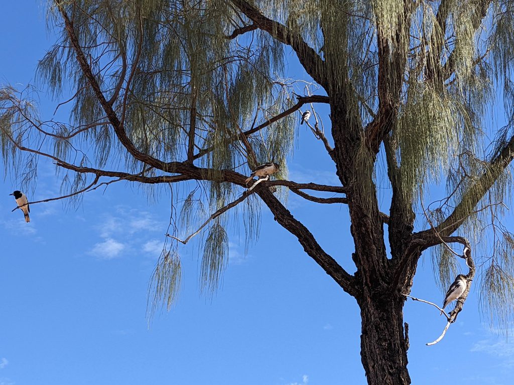 Family of butcher birds above resting in the Dessert Oak near Uluru
