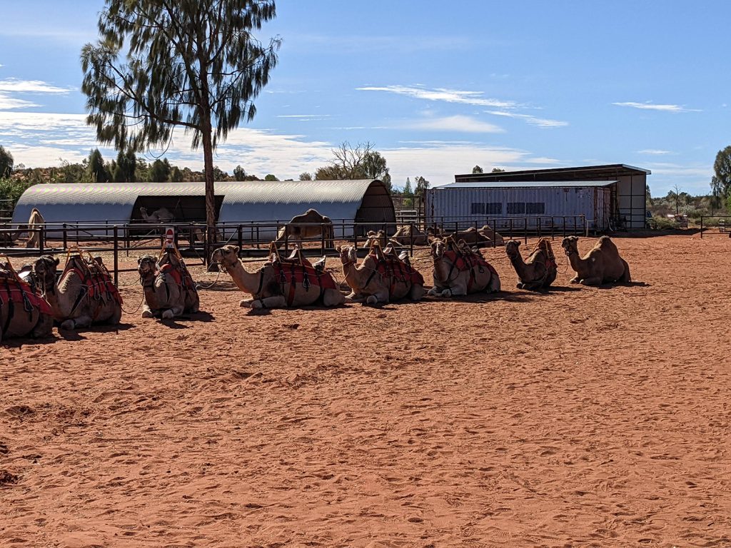 When we arrived at the Camel Farm in Yalara, the camels were sitting and waiting for us