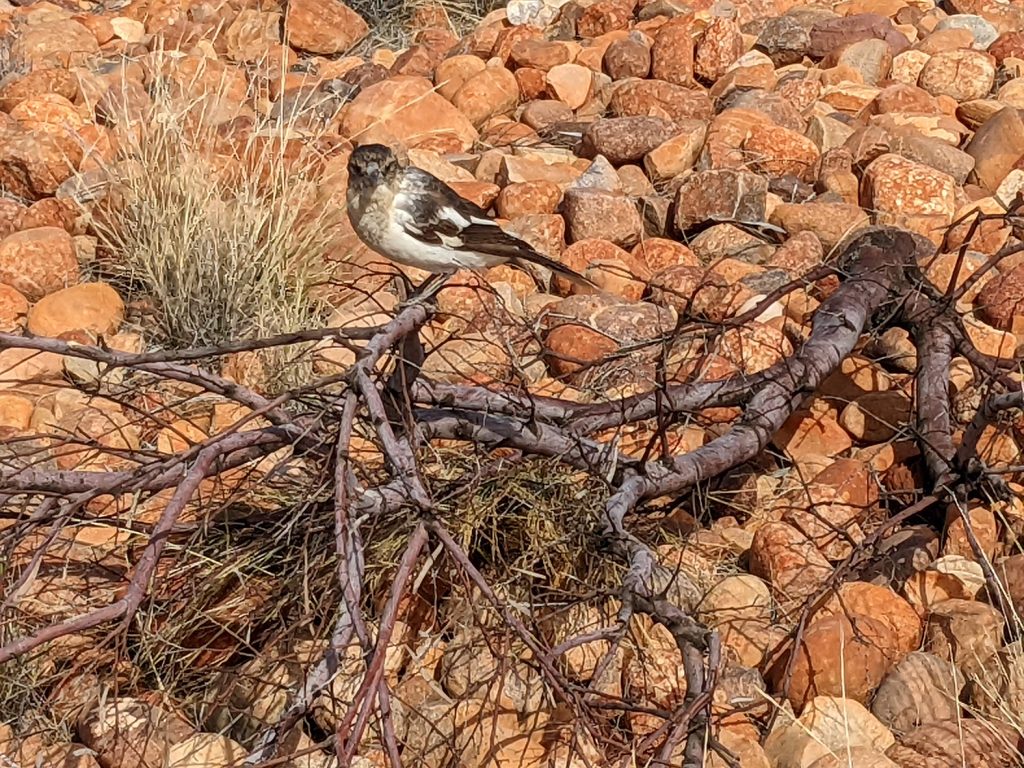 Juvenille Butcher Bird resting on branch with red earth pebbles covering ground