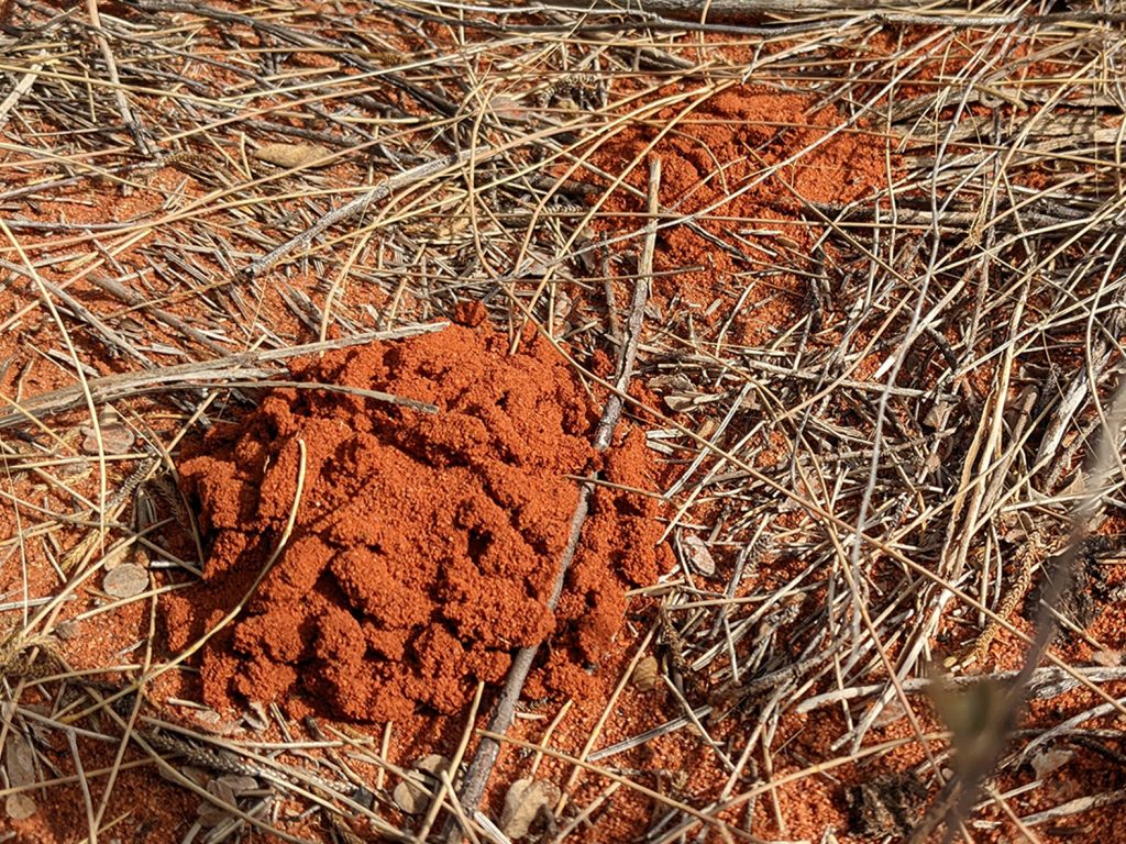 Small piles of red earth mounted almost like scats created by a little creature in Uluru