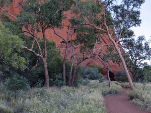 Uluru gum trees on the track and receiving creation energy
