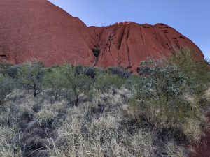 Scrub and spinifex with Uluru as the back drop