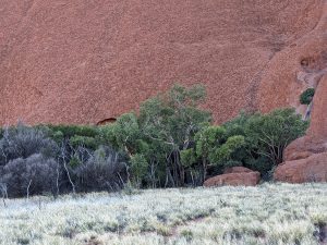 Eucalyptus trees, bush scrub and spinifex with Uluru as the backdrop