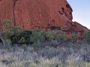 Grasses and scrub against Uluru in the background