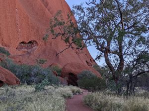 Eucalypt trees and large round boulders part of and along Uluru the sunrise circuit walk.