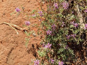 Purple desert flowers on Uluru sunrise base walk Northern Territory