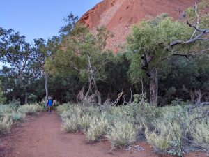 Eucalypt trees and spinifex, small ecosystem growing next to Uluru the sunrise circuit walk.