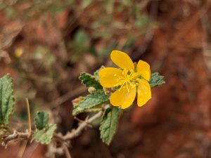 Yellow flower along Kata Tjuta trail leading to valley of winds