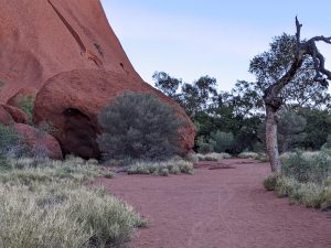 Closer to red round boulders and scrub growing along Uluru the sunrise circuit walk.