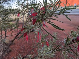 red desert flowers side of road at Uluru