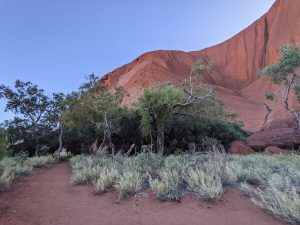 Ecosystem of spinifex grass and eucalyptus trees against the red of Uluru sharing the water trail