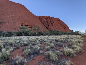Uluru base circuit walk with spinifex grass in foreground against red earth