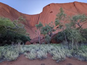 Water trail in Uluru surrounded by eucalyptus trees and spinifex grasses on red earth
