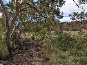 Eucalypts trail through bottom end of Valley of the Winds Kata Tjuta