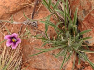 Purple desert orchid on trail to Kata Tjuta Valley of the winds.