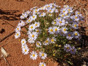 desert daisies on path where I received creation energy from Uluru direct