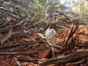 New desert Mushroom just breaking through red earth pathway to Kata Tjuta Valley of the winds
