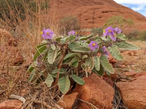 Purple desert flower on trail to Kata Tjuta Valley of the winds.