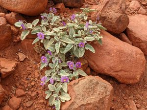 Purple desert flower from above on trail to Kata Tjuta Valley of the winds.