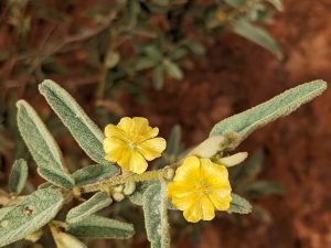 Small yellow desert flowers along the trail at valley of the winds Kata Tjuta NT
